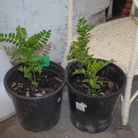 2x potted kakas beaks