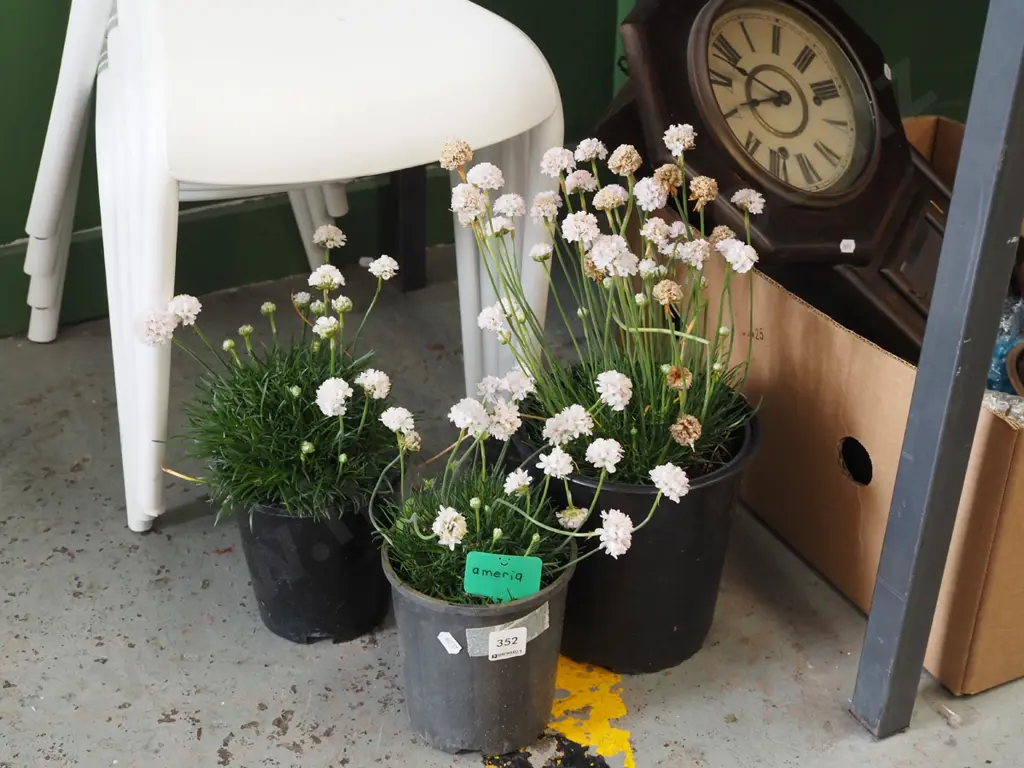 3x potted amerias Image 1++
