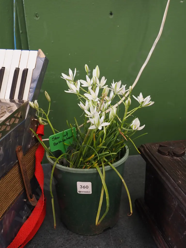potted star of Bethlehem plant Image 1++