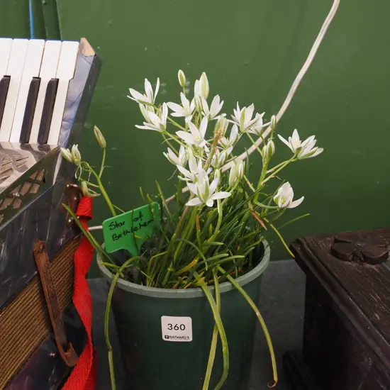 potted star of Bethlehem plant