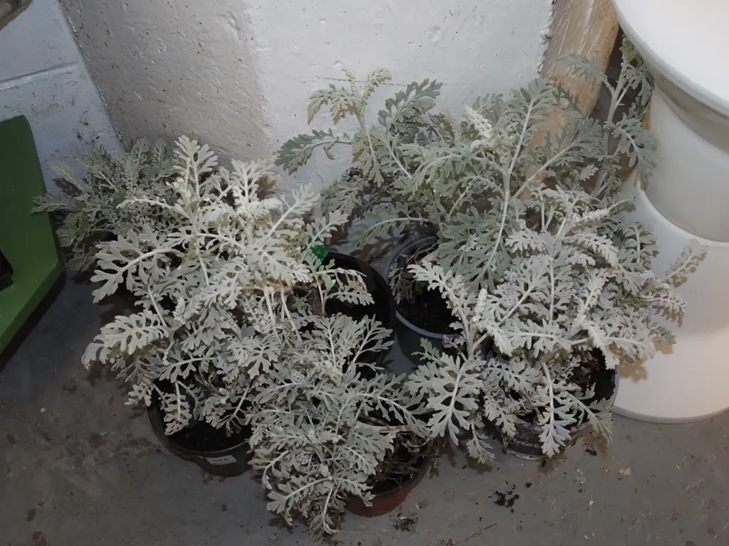 6x potted silver dust plants Image 1++