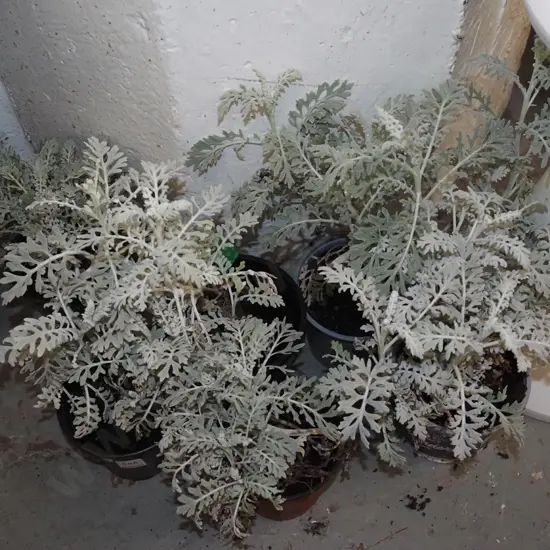6x potted silver dust plants