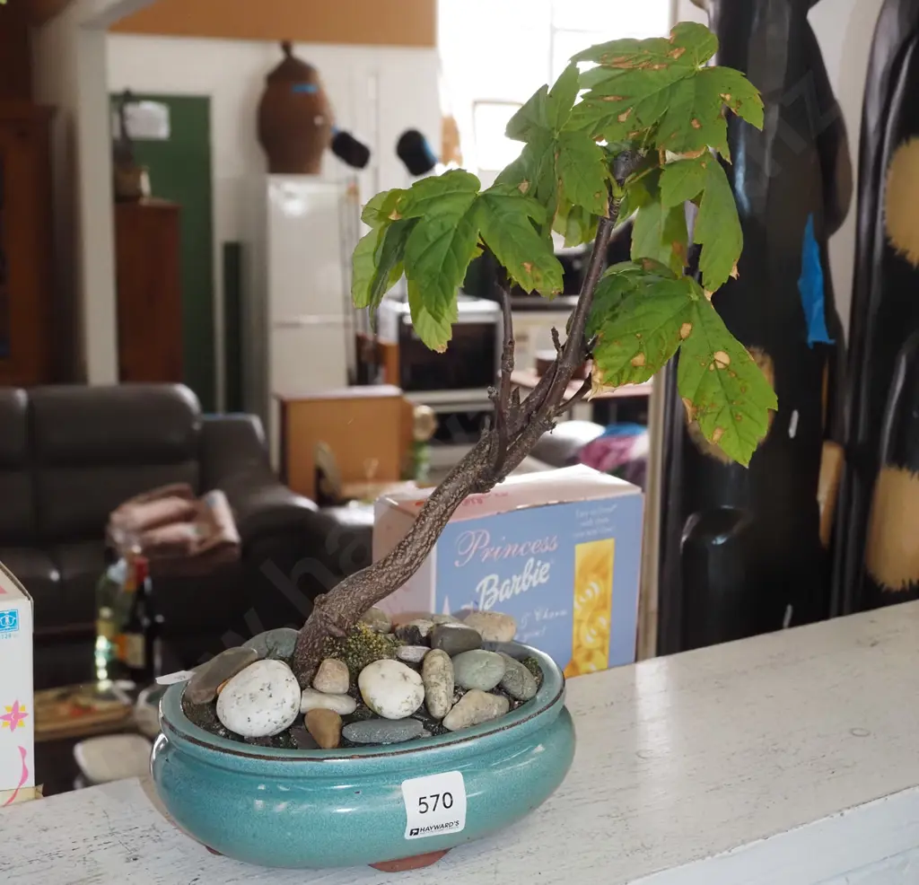 small oak tree bonsai H320 Image 1++