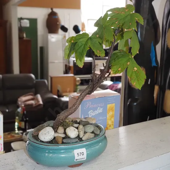small oak tree bonsai H320