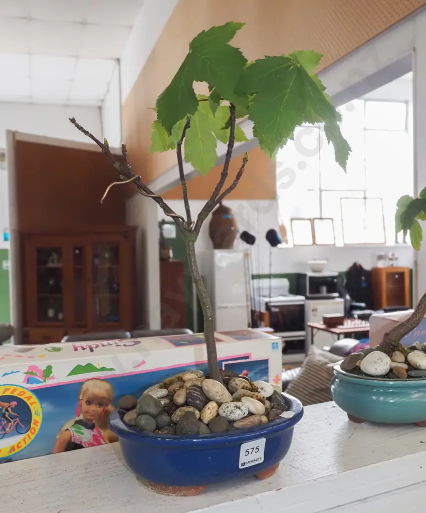 small oak tree bonsai H380 Image 1++