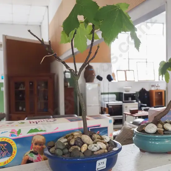 small oak tree bonsai H380