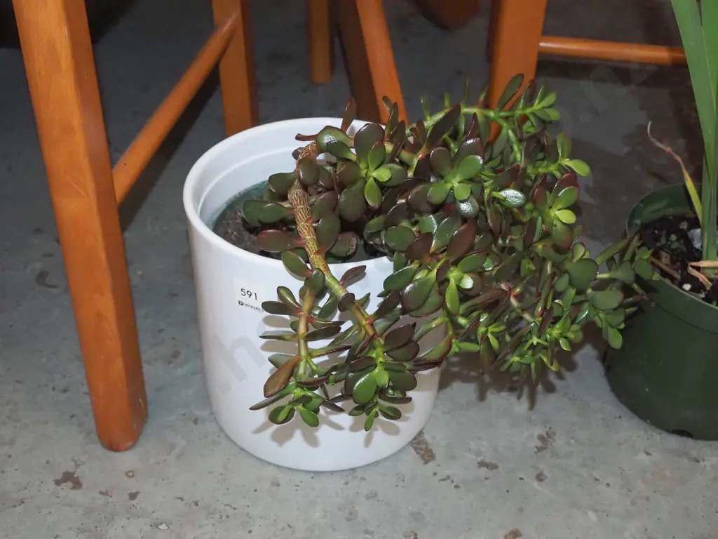 succulent in white ceramic jardiniere Image 1++