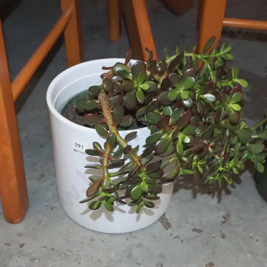 succulent in white ceramic jardiniere