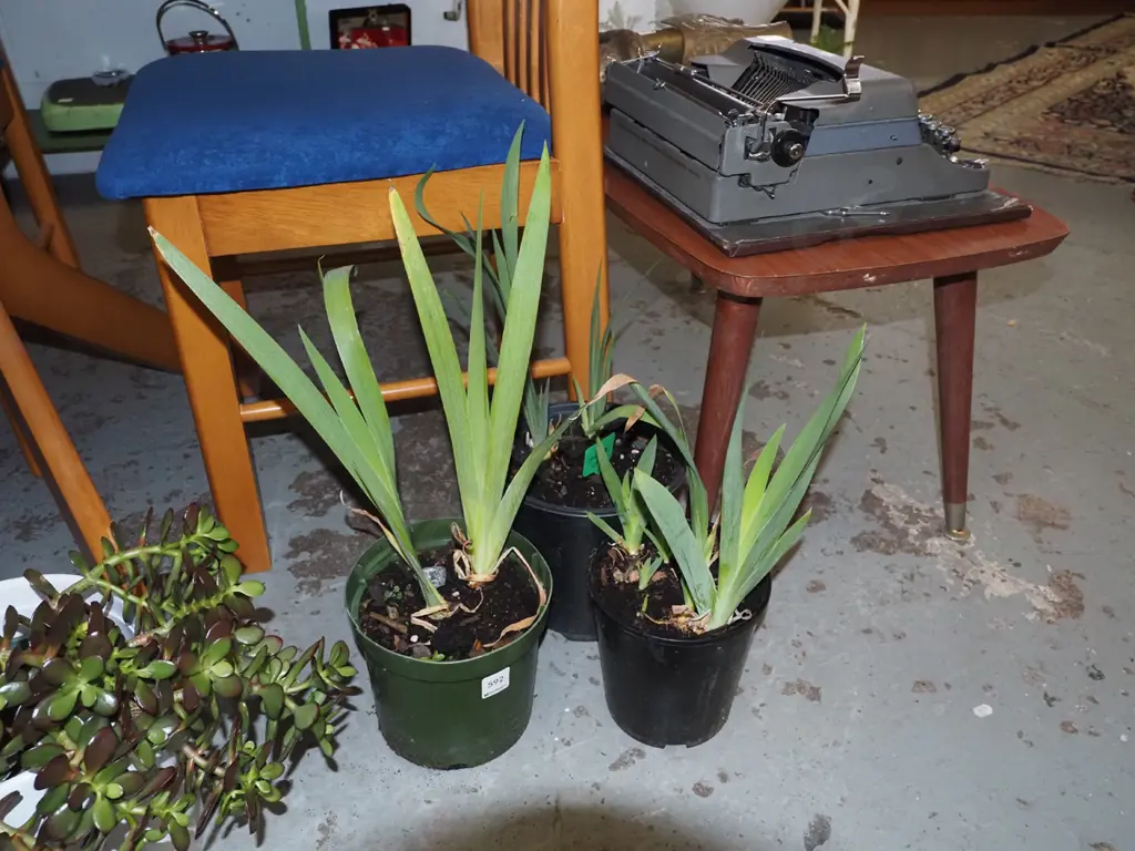 3x potted purpe irises Image 1++