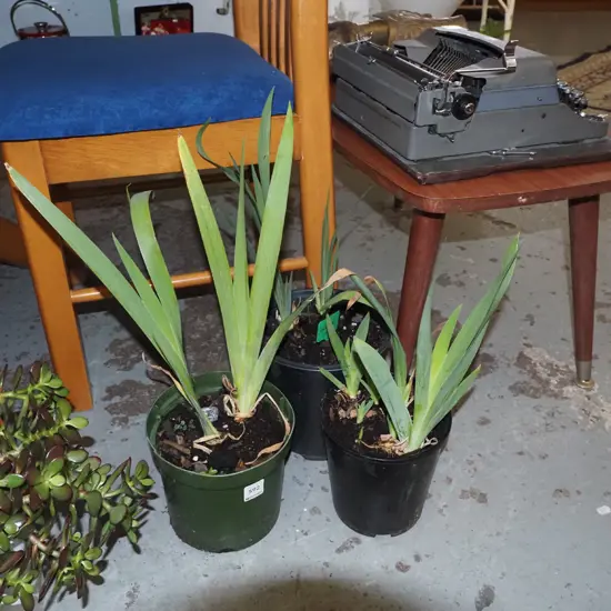 3x potted purpe irises