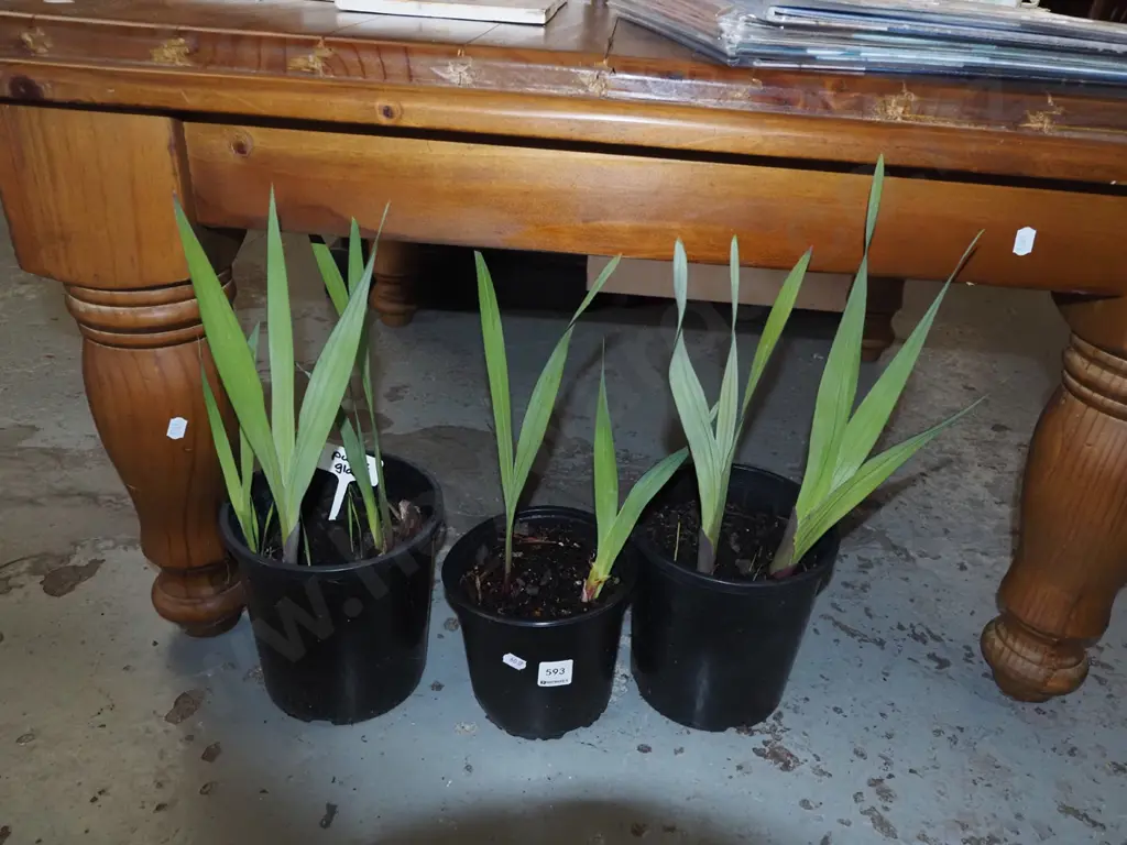 3x potted purple gladioli Image 1++
