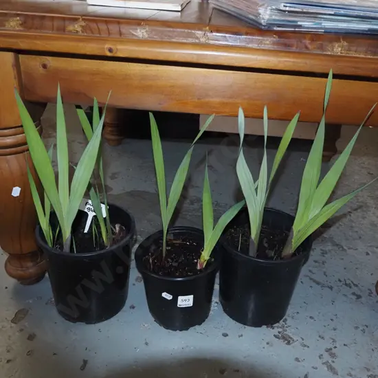 3x potted purple gladioli