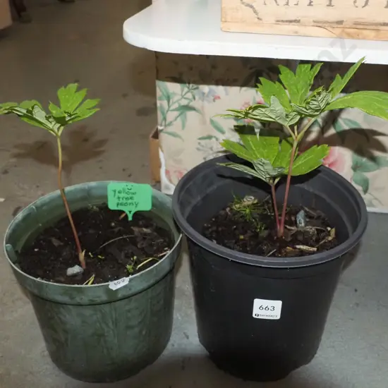 2x potted  yellow tree peonies