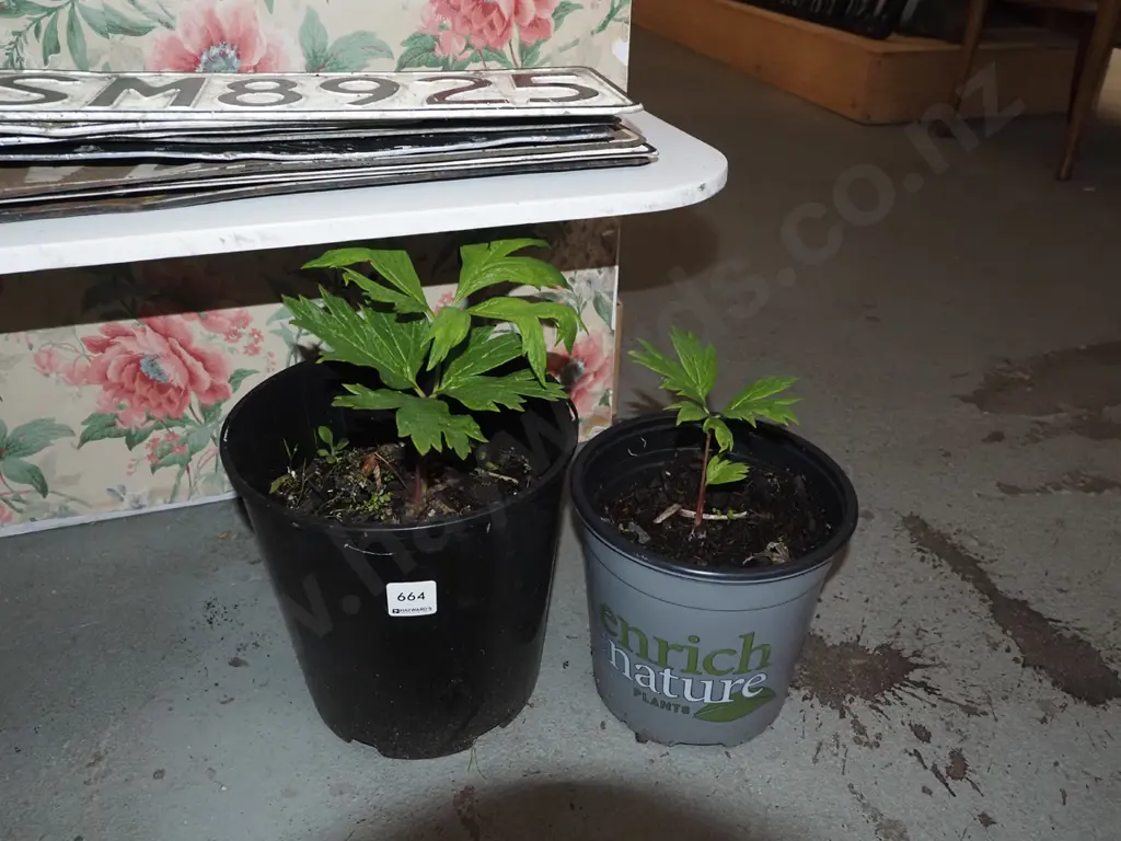 2x potted yellow tree peonies Image 1++