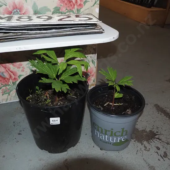 2x potted yellow tree peonies