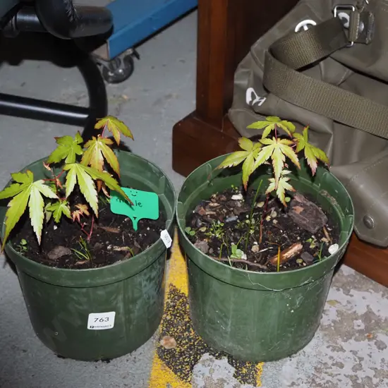 2x small potted maples