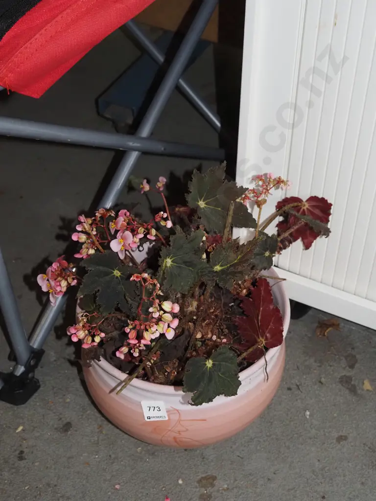 potted heuchera in pink jardinere Image 1++
