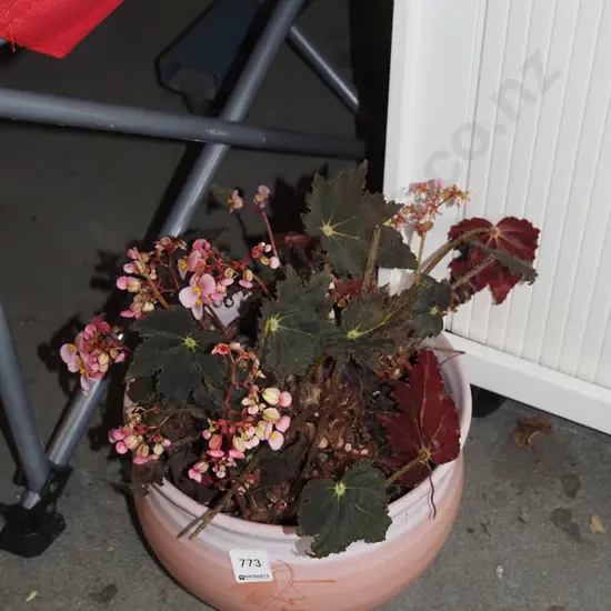 potted heuchera in pink jardinere