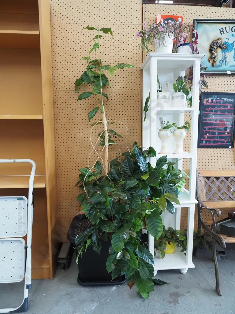 plastic potted indoor coffee plant - has had hard prune Plant H1300 Image 1++