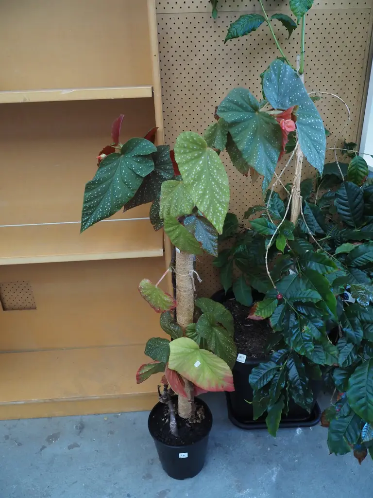 begonia escargot in plastic planter Total H1200 Image 1++