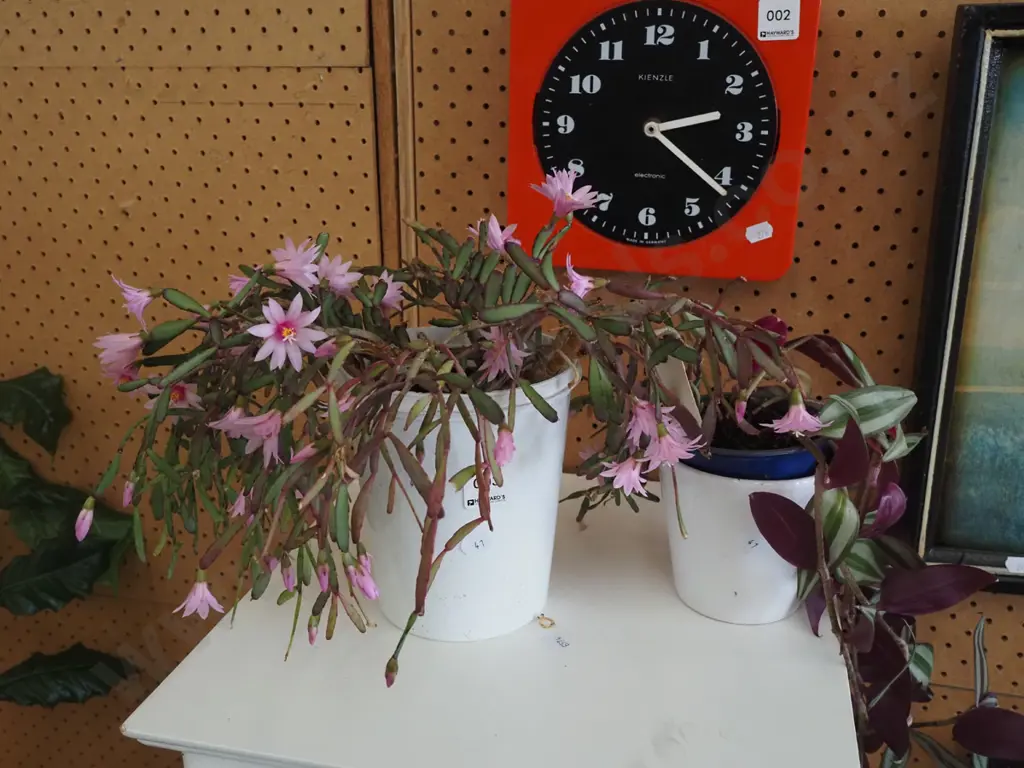 indoor flowering succulent, flowering zebra plant Image 1++