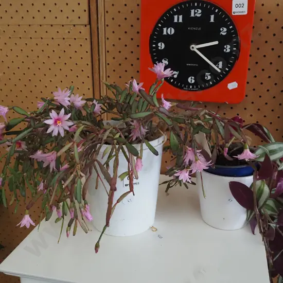 indoor flowering succulent, flowering zebra plant