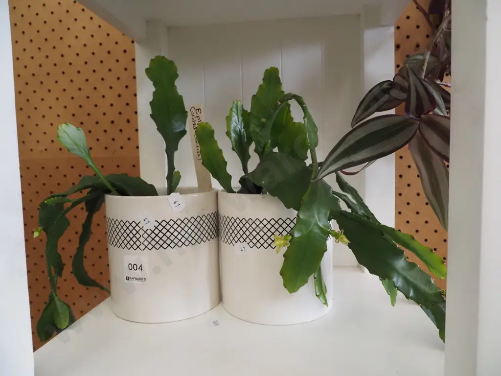 2x potted indoor orchid cacti Image 1++