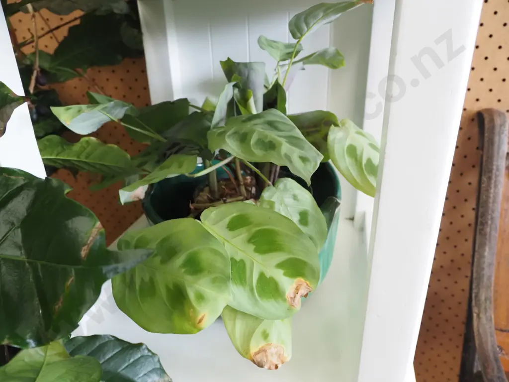 unknown plant in planter Image 1++