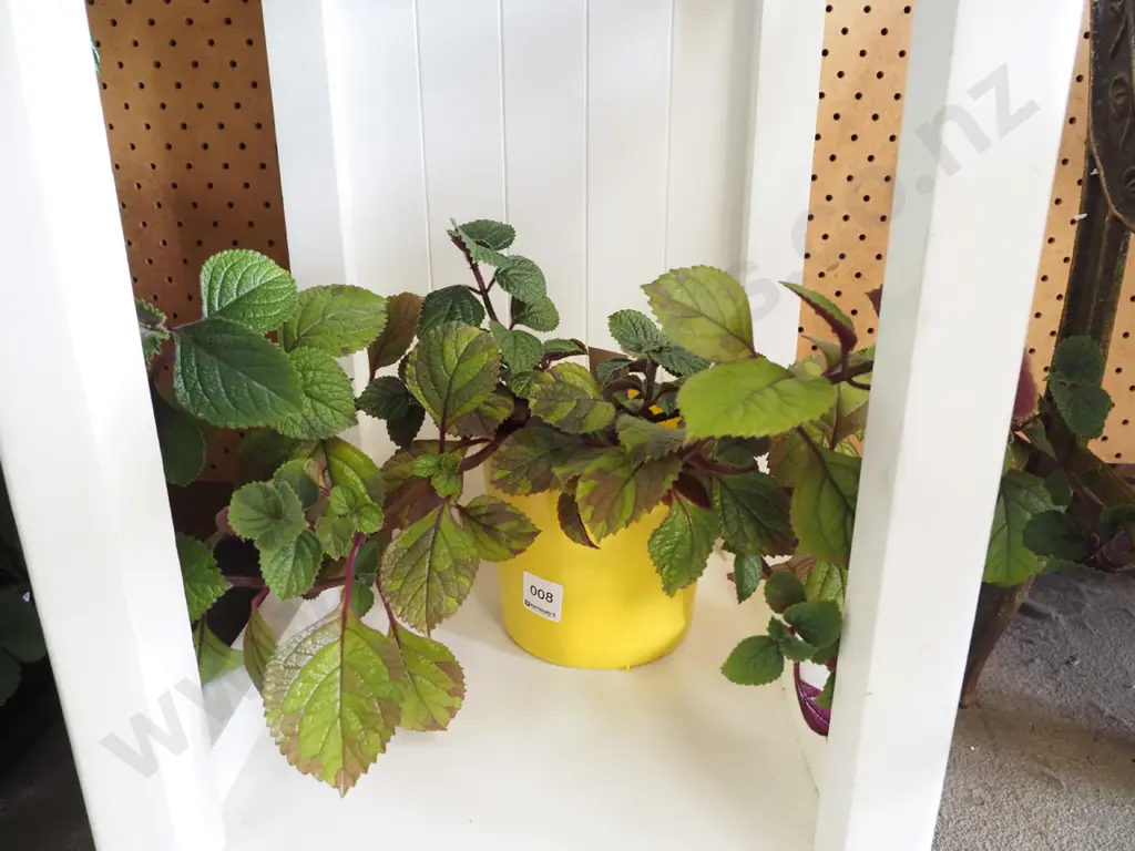 potted Swedish ivy in yellow jardiniere Image 1++