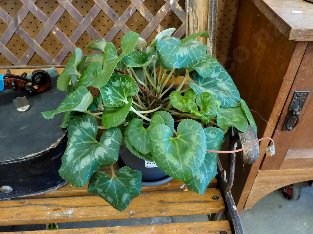 cyclamen in plastic pot Image 1++