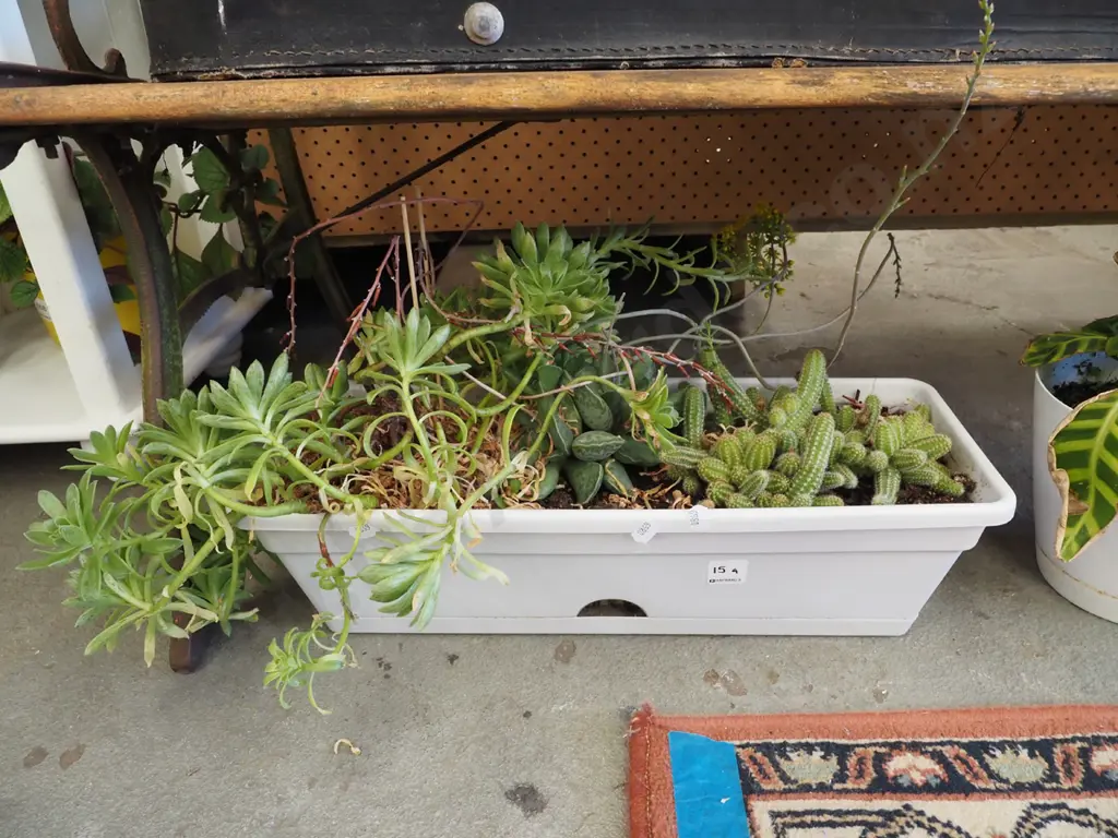 succulents and cacti in plastic tub Image 1++