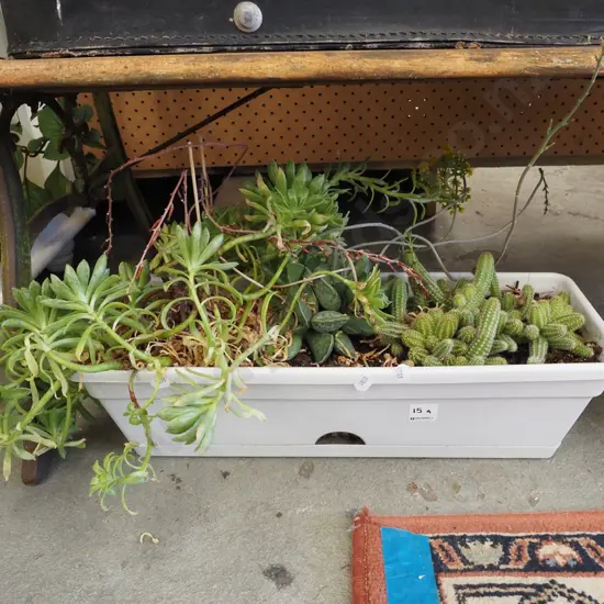 succulents and cacti in plastic tub