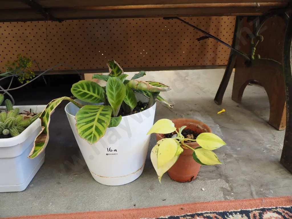 zebra plant in plastic pot, 1 other small plant Image 1++