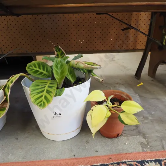zebra plant in plastic pot, 1 other small plant