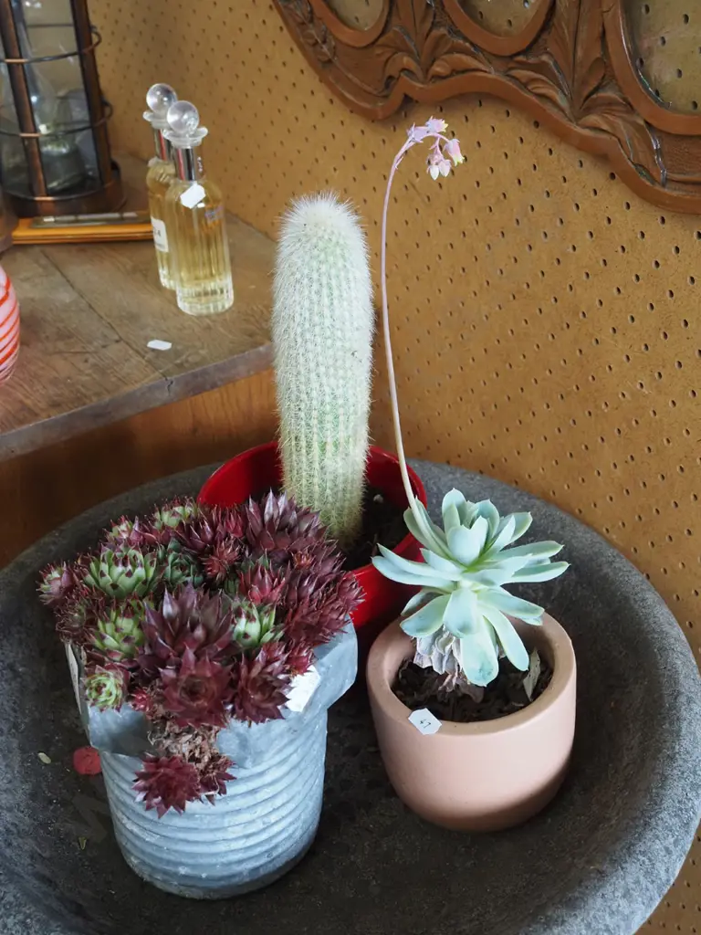 2x  potted succulents, 1x cacti Image 1++