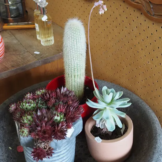 2x  potted succulents, 1x cacti