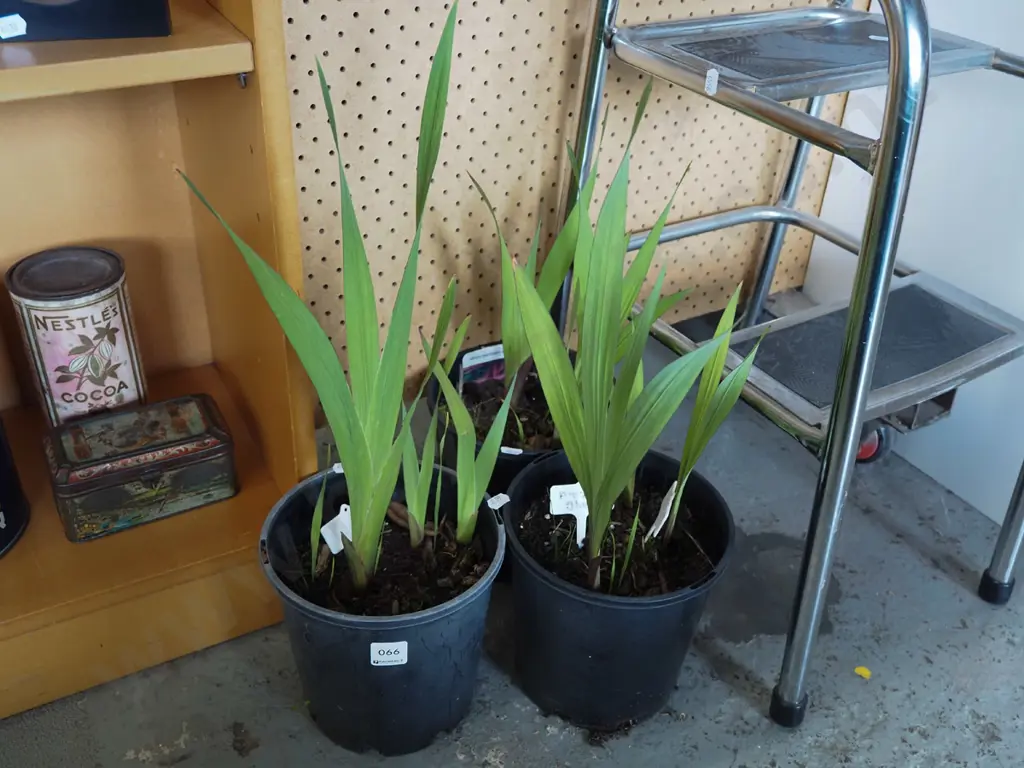 3x potted purple gladioli Image 1++