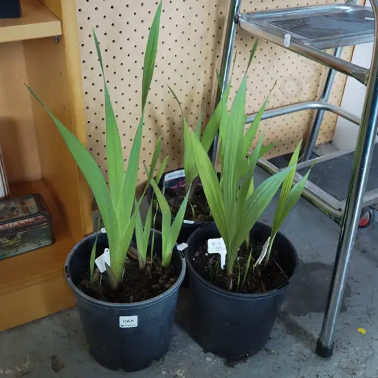 3x potted purple gladioli