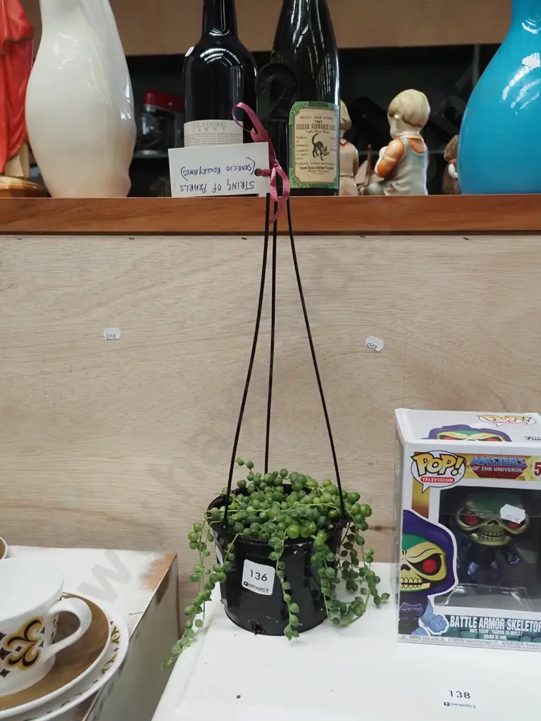 indoor plant - string of pearls Image 1++