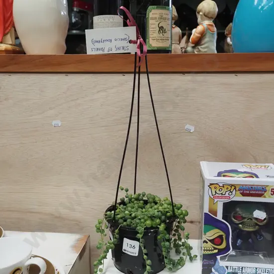 indoor plant - string of pearls