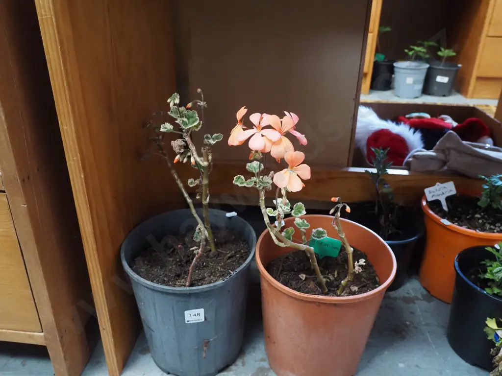 2x potted geraniums Image 1++