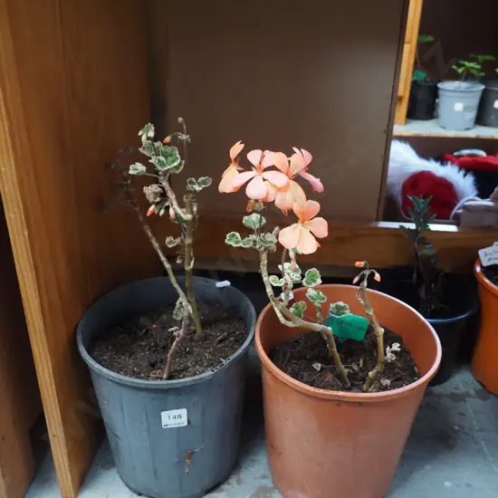 2x potted geraniums