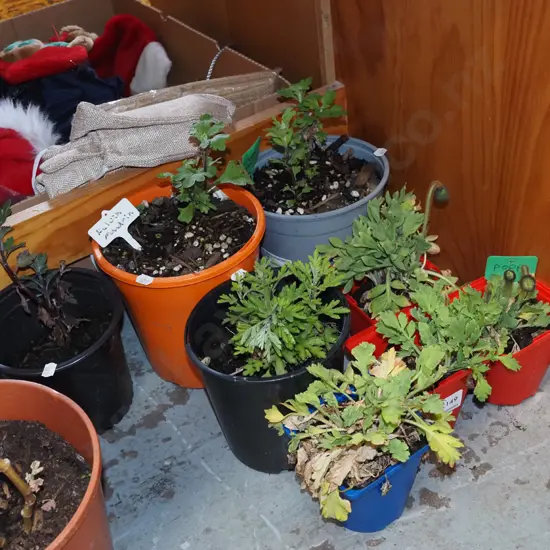 8x various potted plants