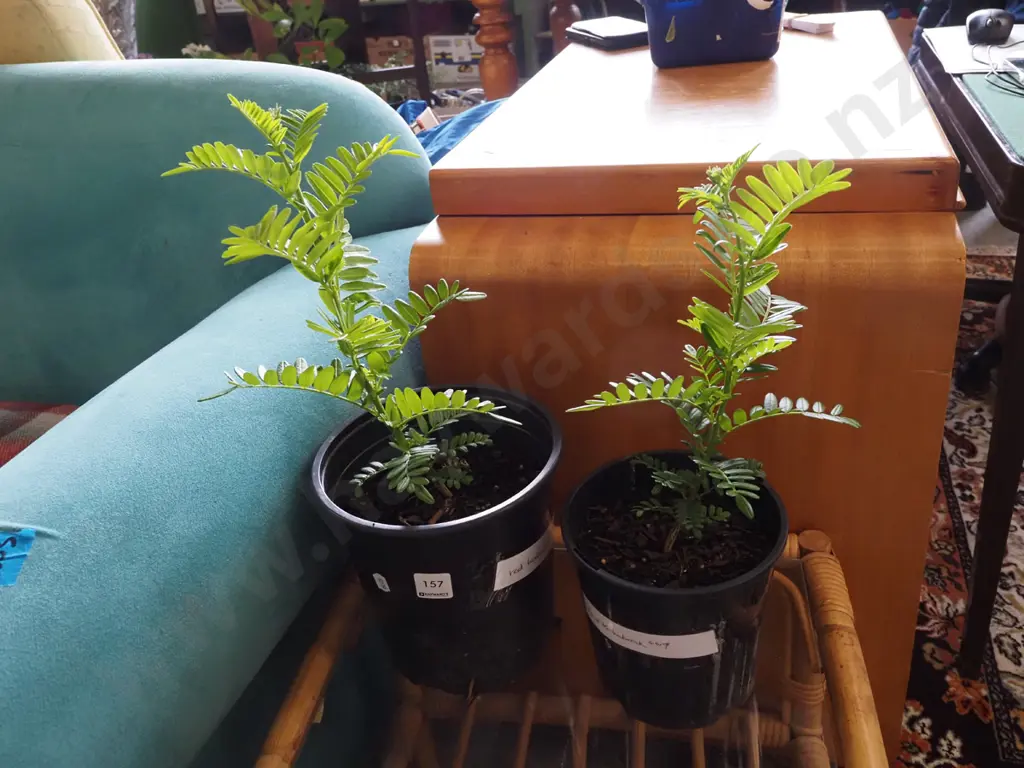 2x potted red kaka beaks Image 1++