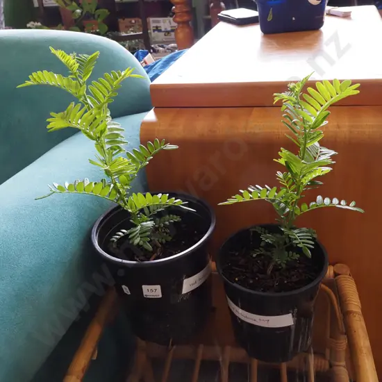 2x potted red kaka beaks