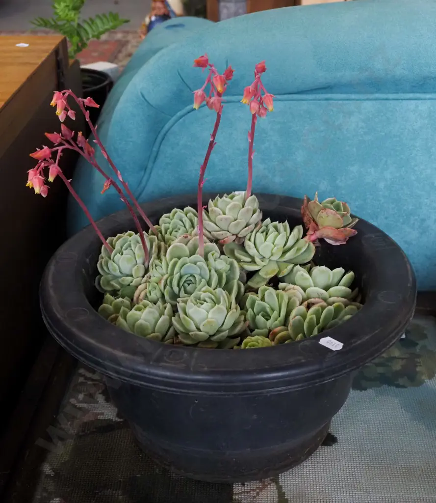plastic potted succulents Image 1++