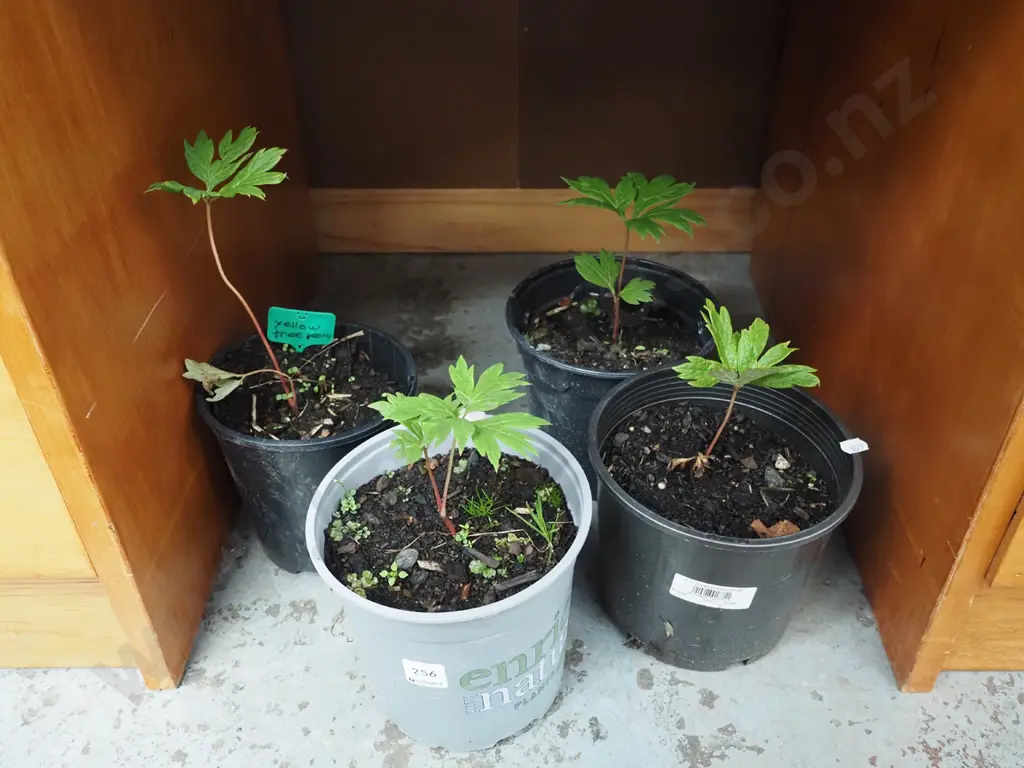 4x potted tree peonies Image 1++