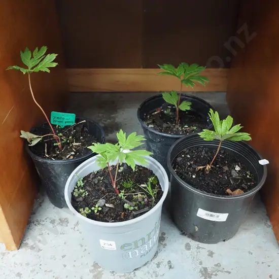 4x potted tree peonies