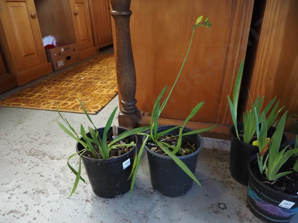 2x potted freeshia Image 1++