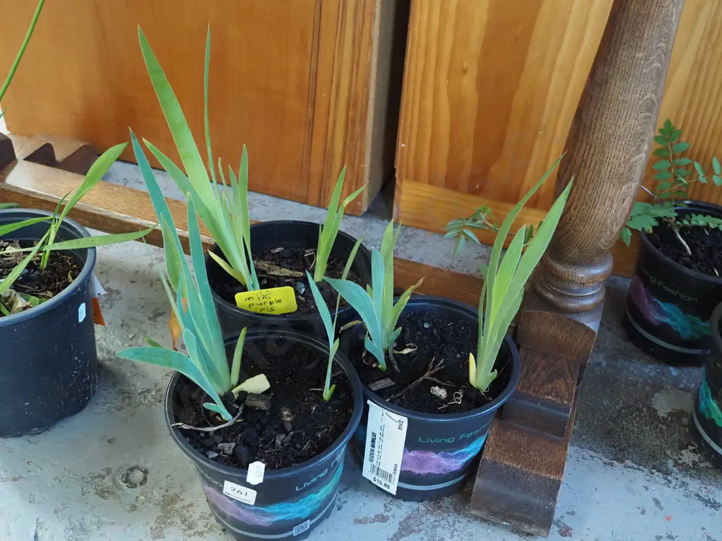 3x potted mini purple irises Image 1++